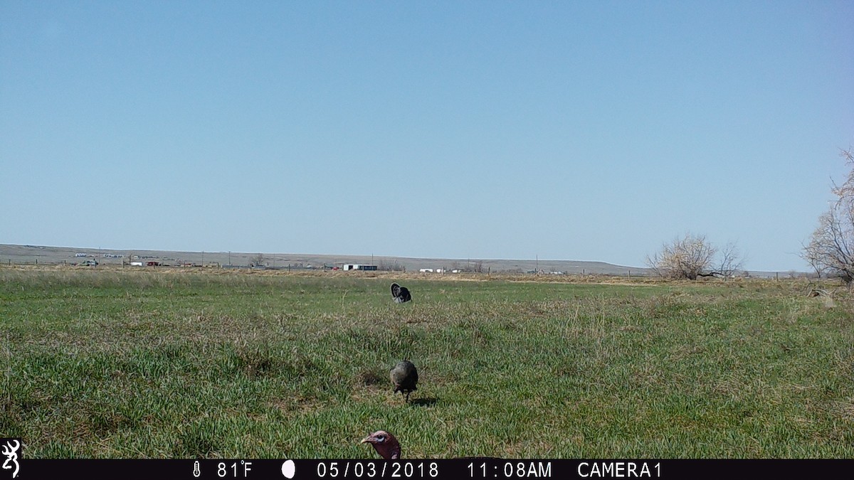 Wild Turkey - ML101141021