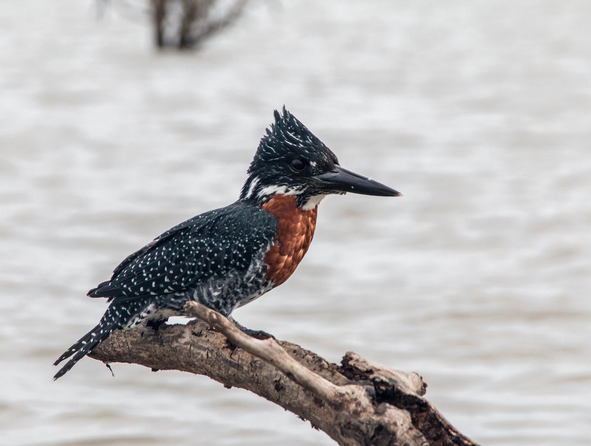 Giant Kingfisher - Kevin Vande Vusse