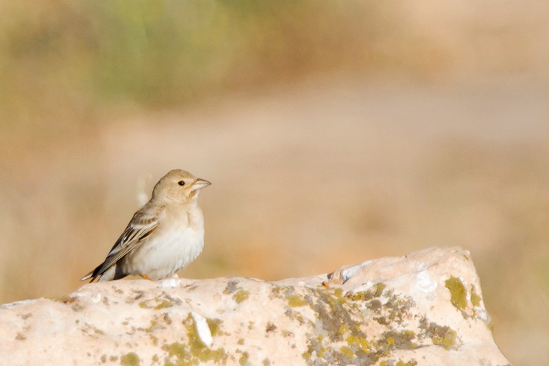 Pale Rockfinch - ML101145601