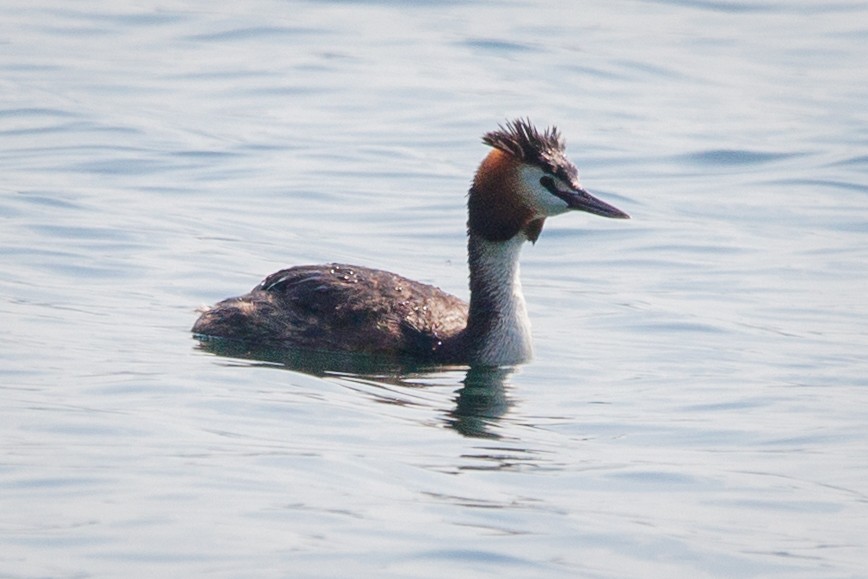 Great Crested Grebe - Alistair Walsh