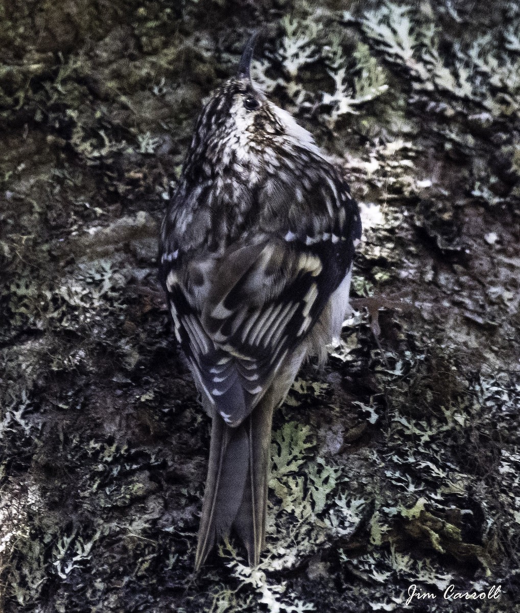 Brown Creeper - ML101146381