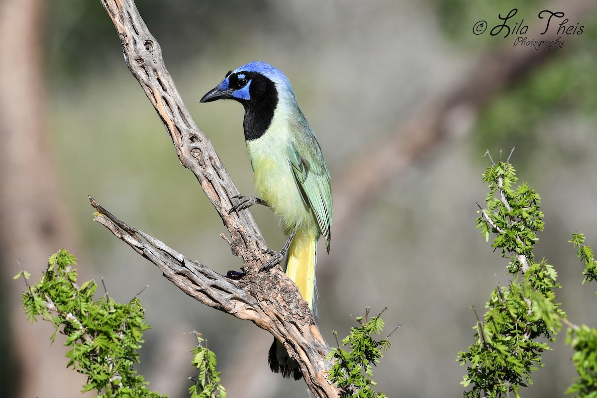 Green Jay - ML101148431