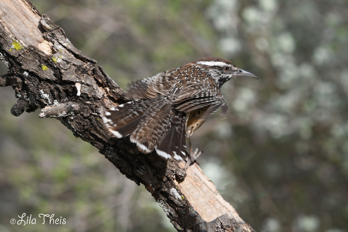 Cactus Wren - ML101148491