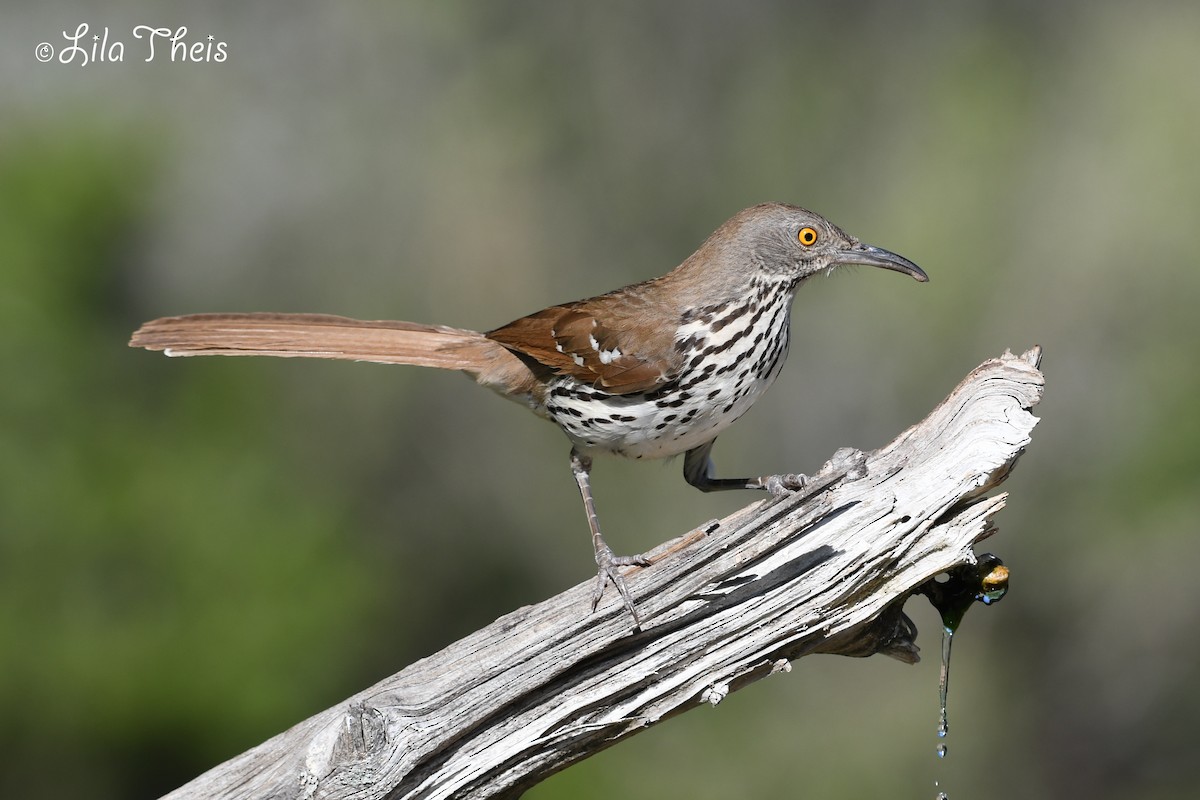 Long-billed Thrasher - ML101148571