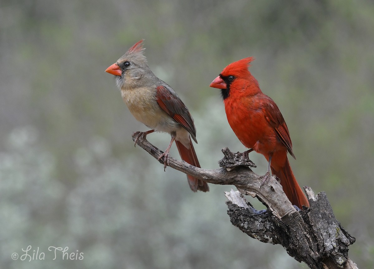 Cardenal Norteño - ML101148841