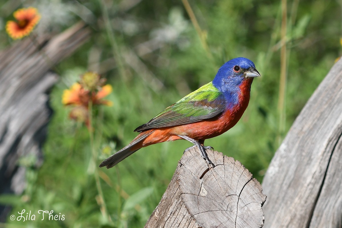 Painted Bunting - Lila Theis