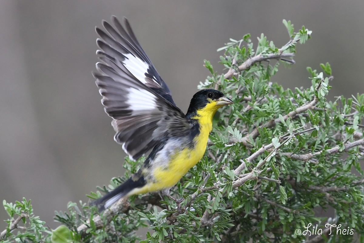 Lesser Goldfinch - ML101149191