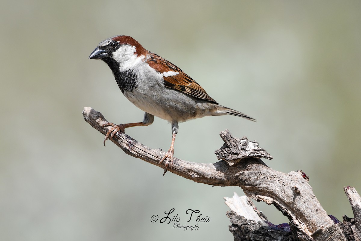 House Sparrow - ML101149241