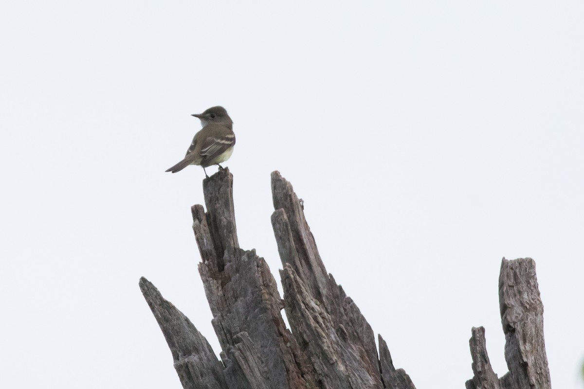 Willow Flycatcher - ML101149251