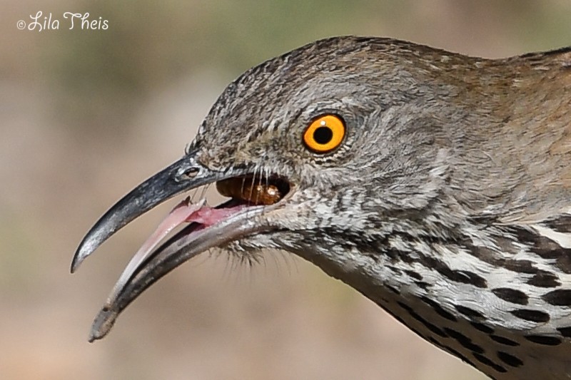 Long-billed Thrasher - ML101149311