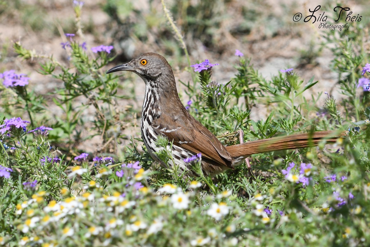 Long-billed Thrasher - ML101149321