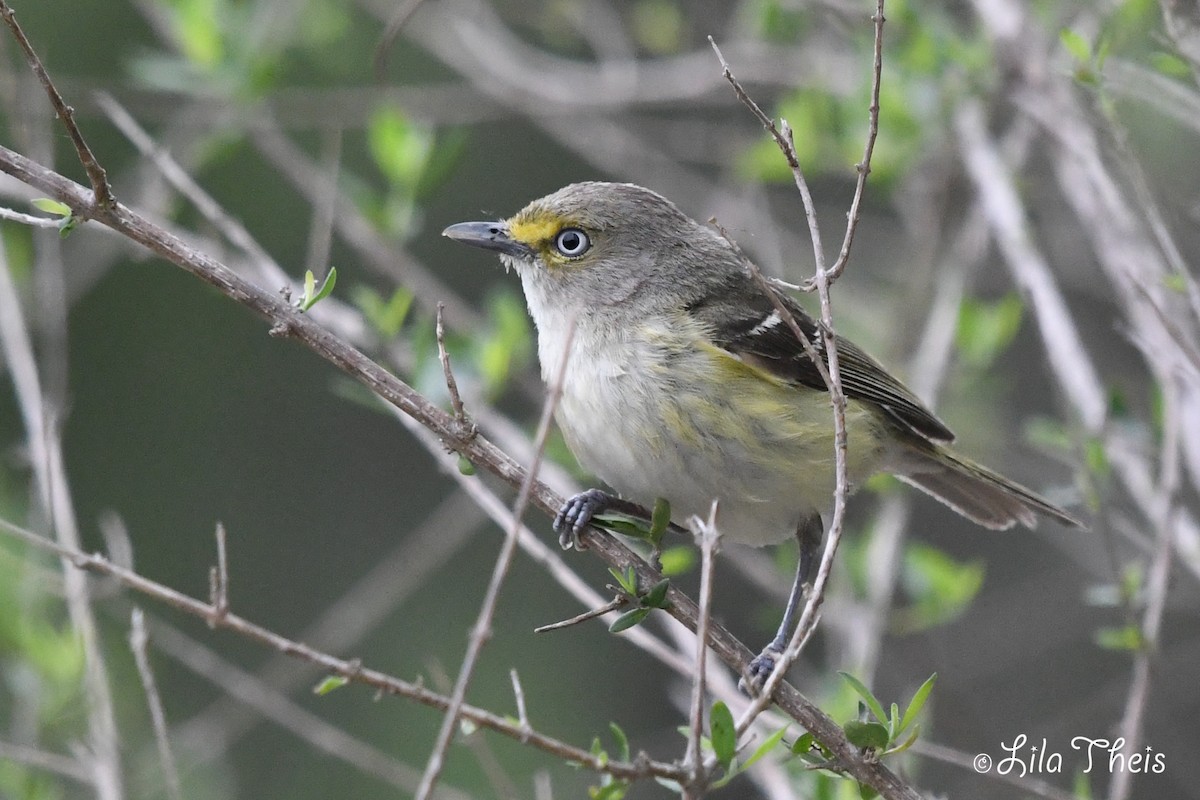 White-eyed Vireo - ML101149371