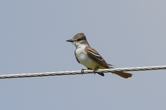 Ash-throated Flycatcher - ML101149441