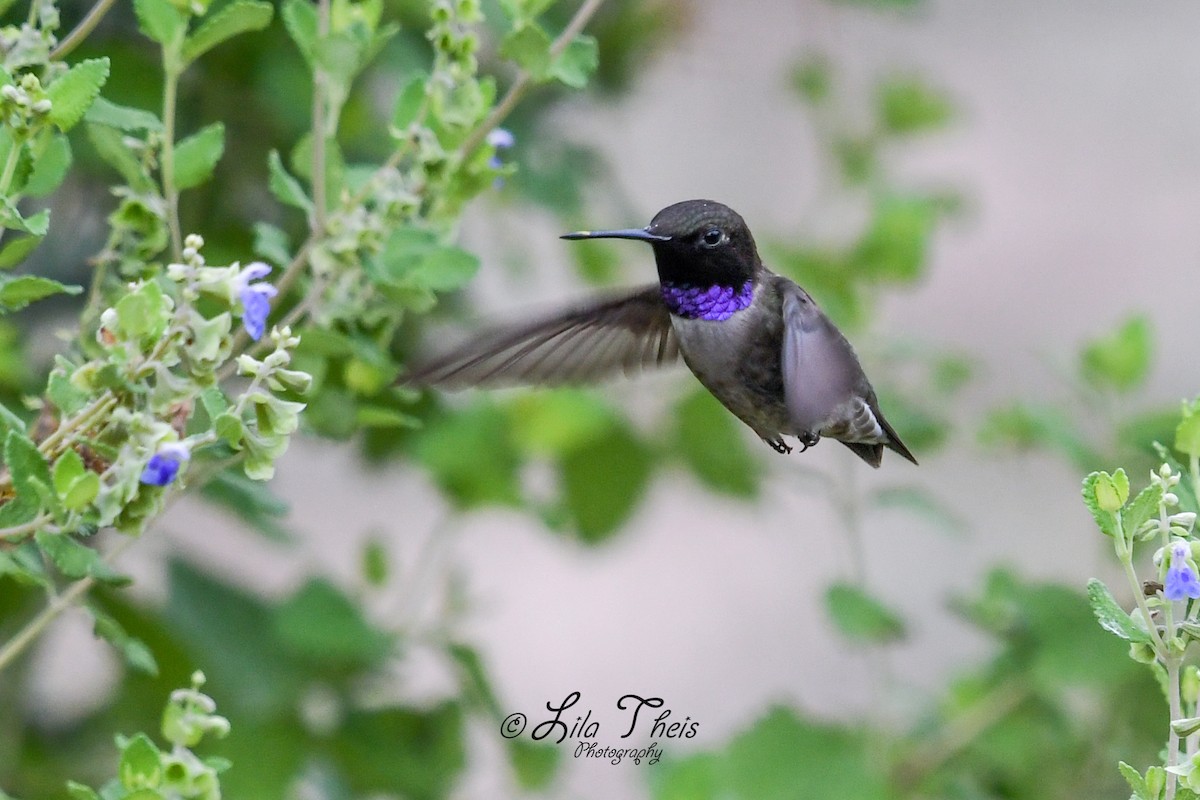 Colibri à gorge noire - ML101149531