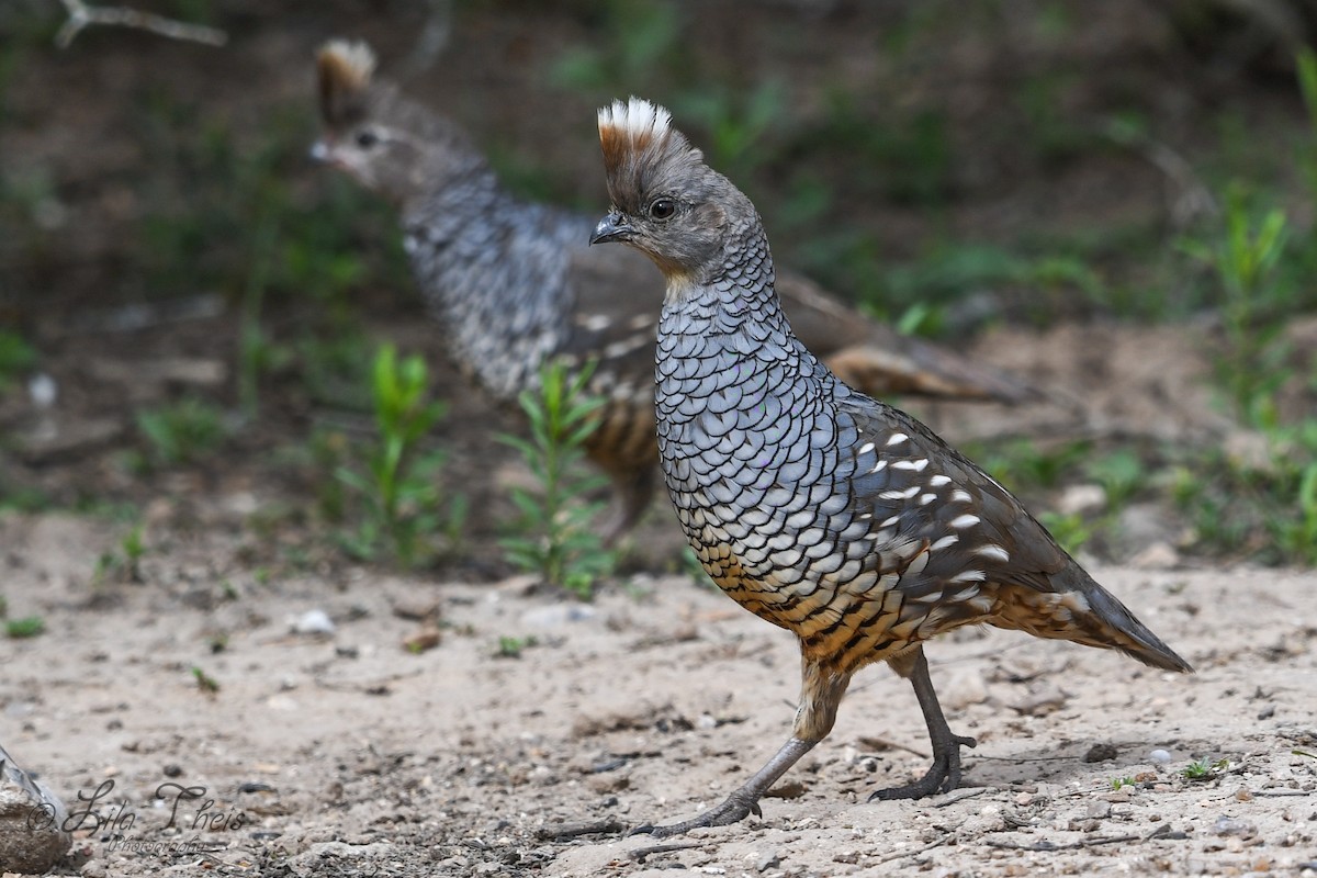 Scaled Quail - ML101149621