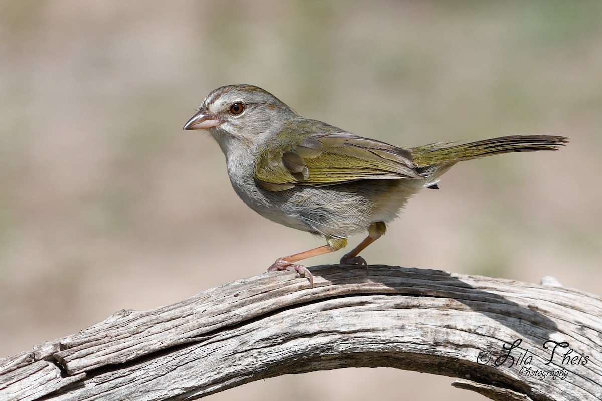 Olive Sparrow - ML101149781