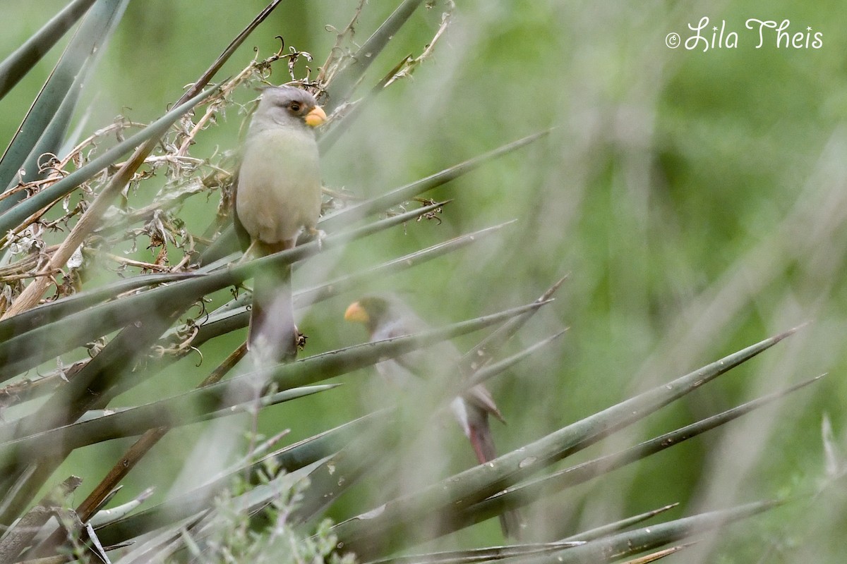 Pyrrhuloxia - Lila Theis