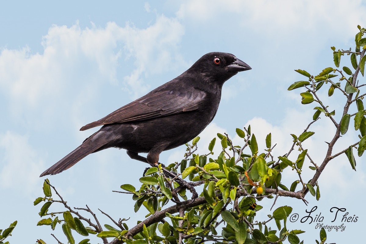 Bronzed Cowbird - ML101150171