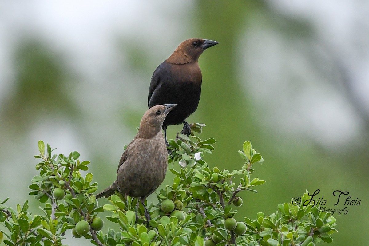 Brown-headed Cowbird - ML101150331