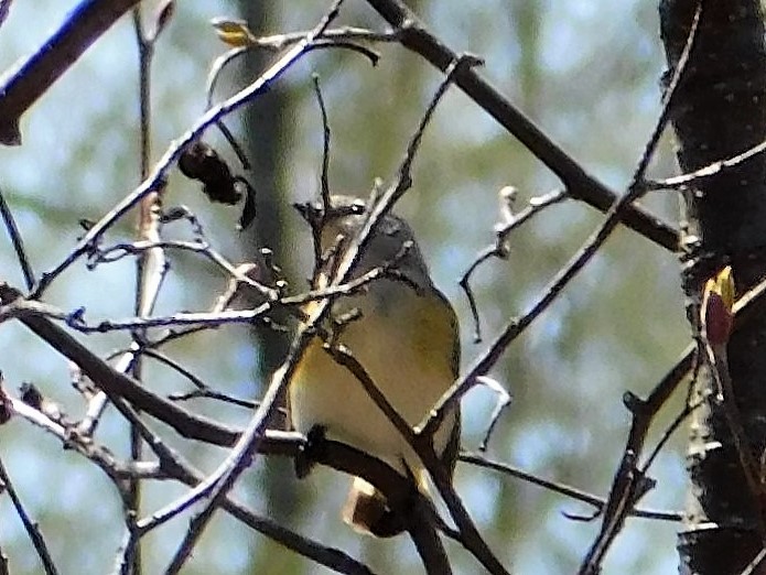 American Redstart - ML101150341