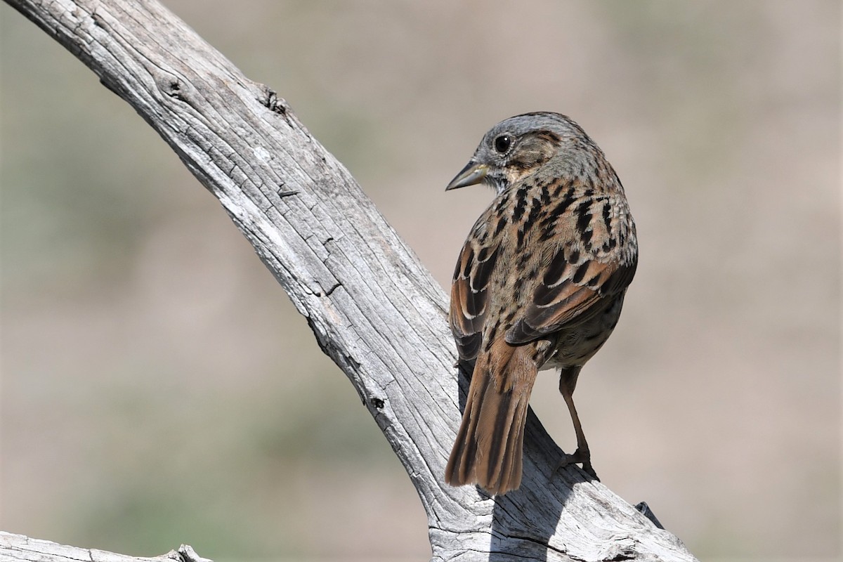 Lincoln's Sparrow - Lila Theis