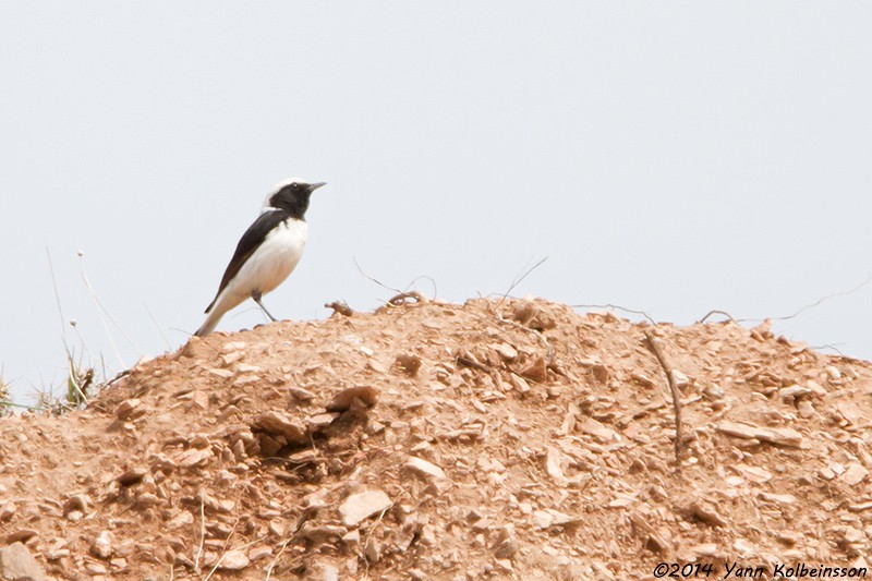 Finsch's Wheatear - ML101152771