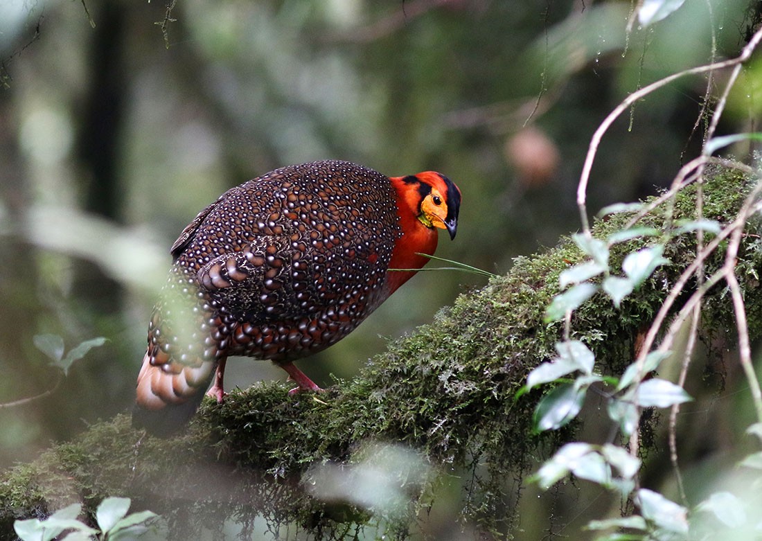 Blyth's Tragopan - ML101154631