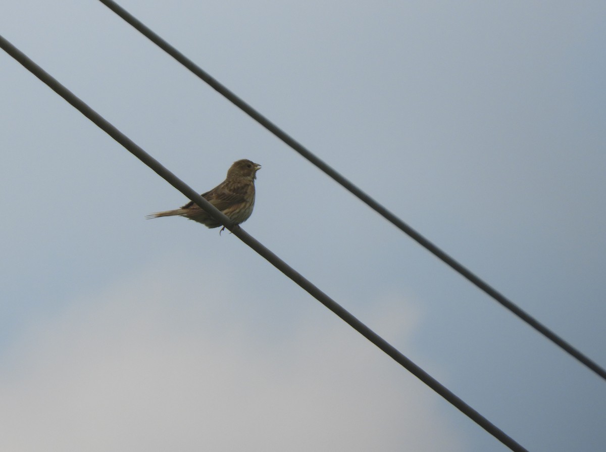 Corn Bunting - ML101154791