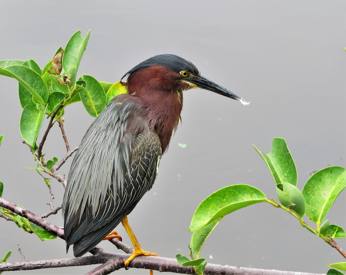 Green Heron - Susan Young