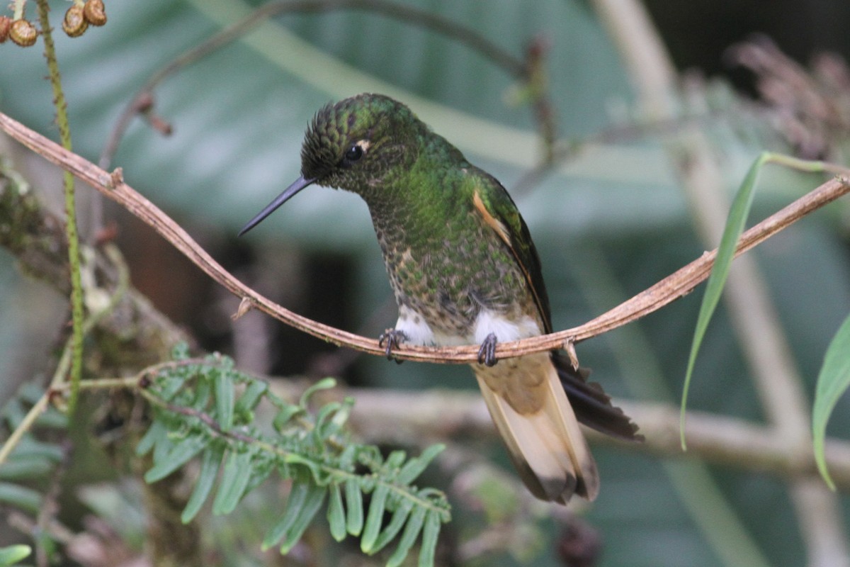 Buff-tailed Coronet - ML101156341