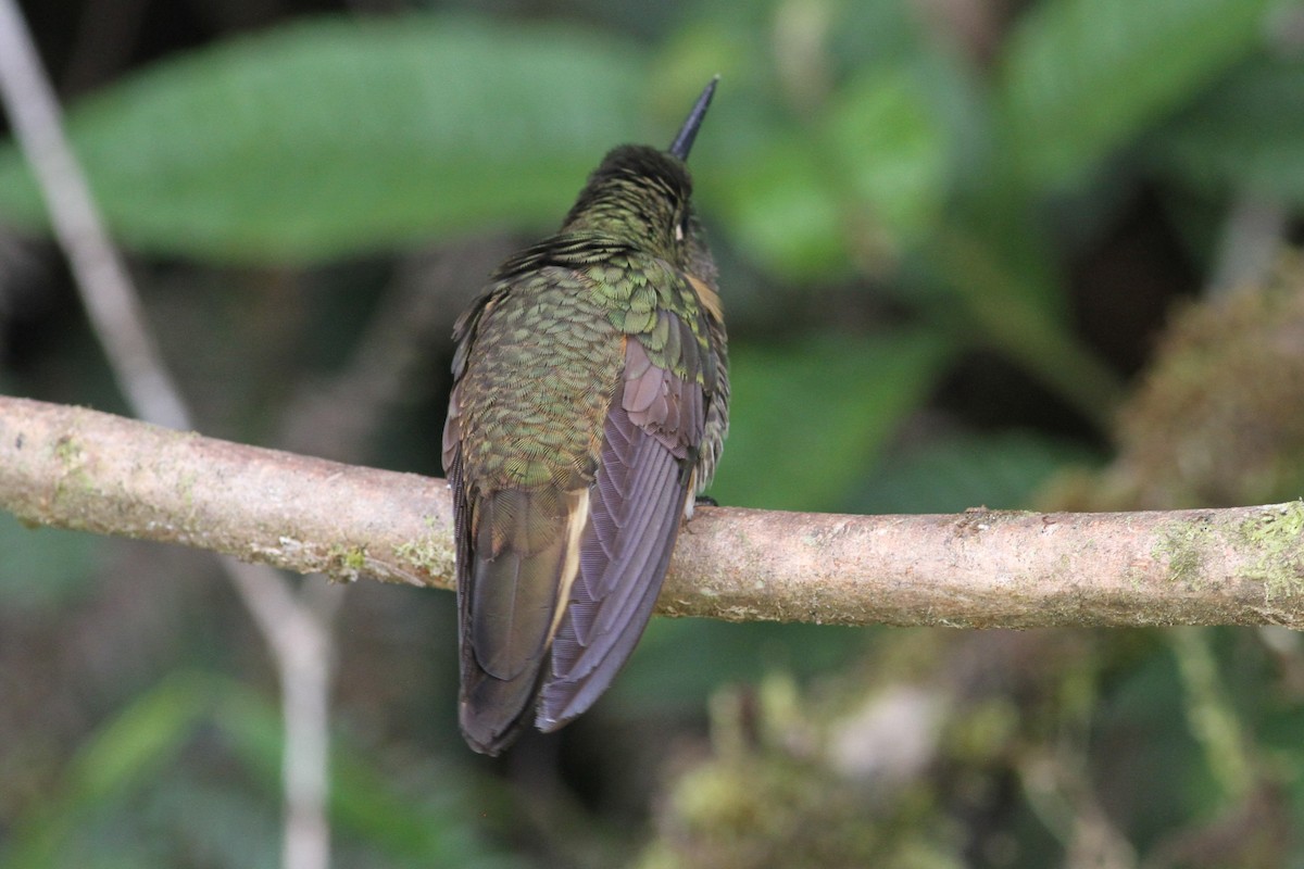 Buff-tailed Coronet - ML101156351