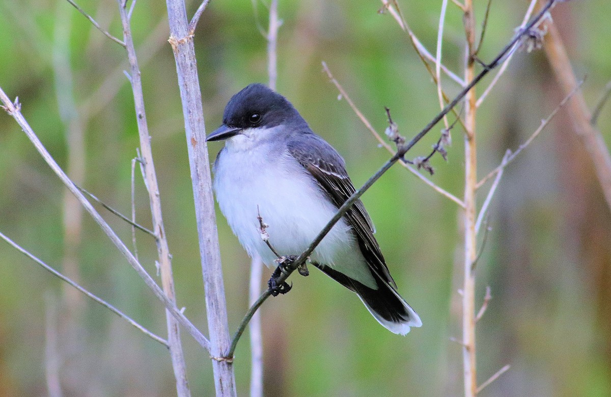 Eastern Kingbird - John  Cameron