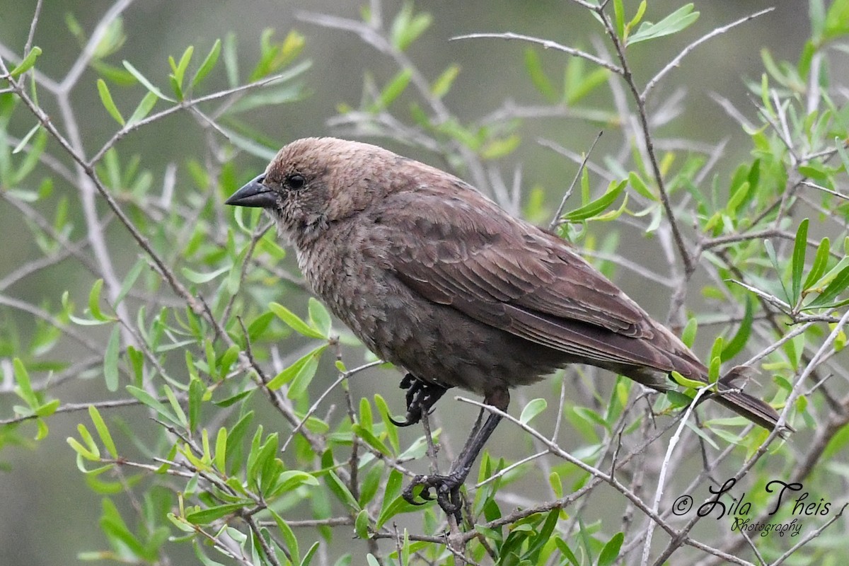 Brown-headed Cowbird - Lila Theis