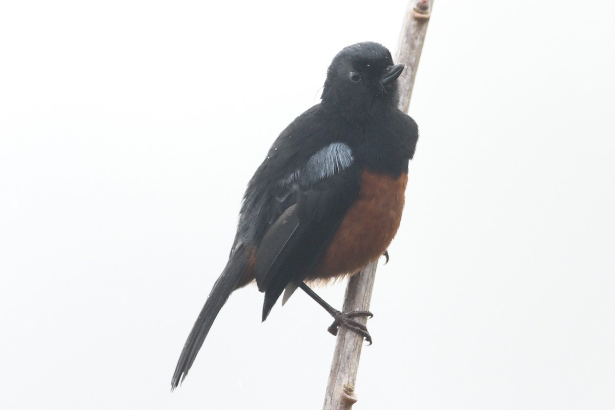 Chestnut-bellied Flowerpiercer - ML101157651