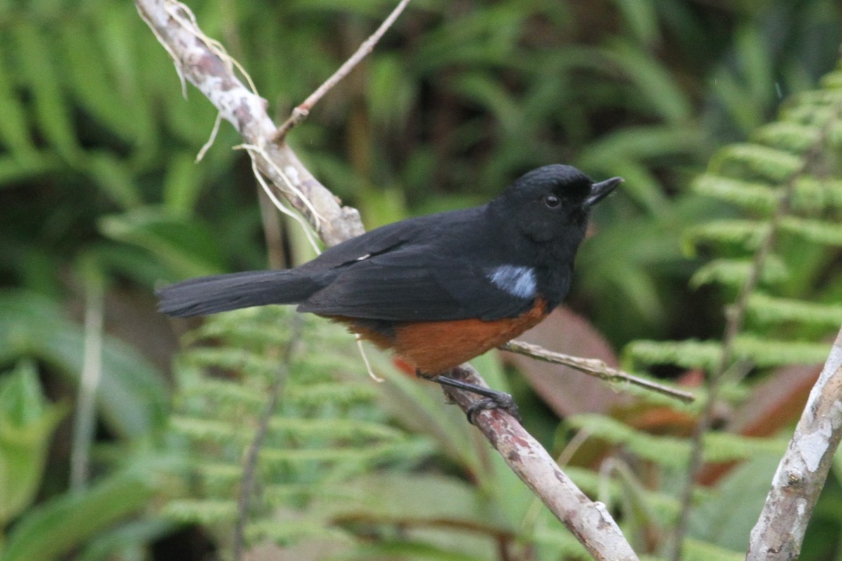 Chestnut-bellied Flowerpiercer - ML101157661