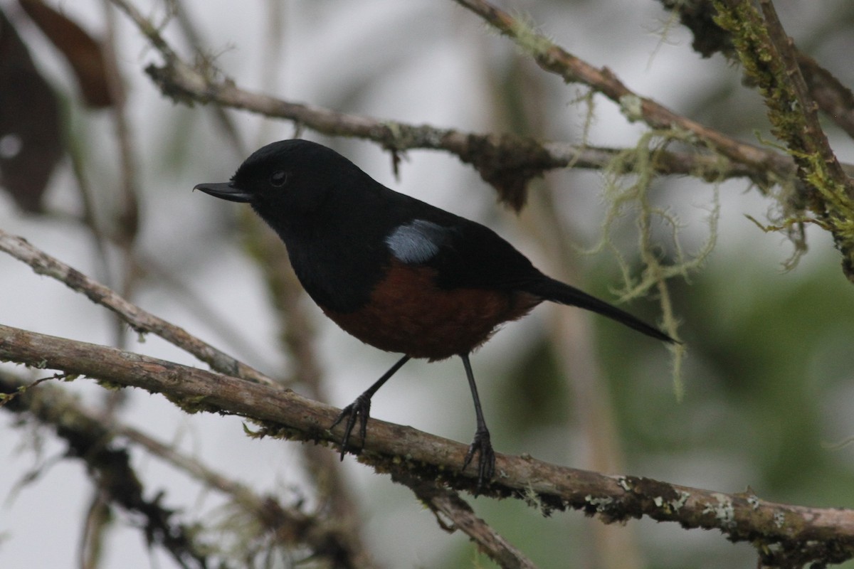 Chestnut-bellied Flowerpiercer - ML101157671