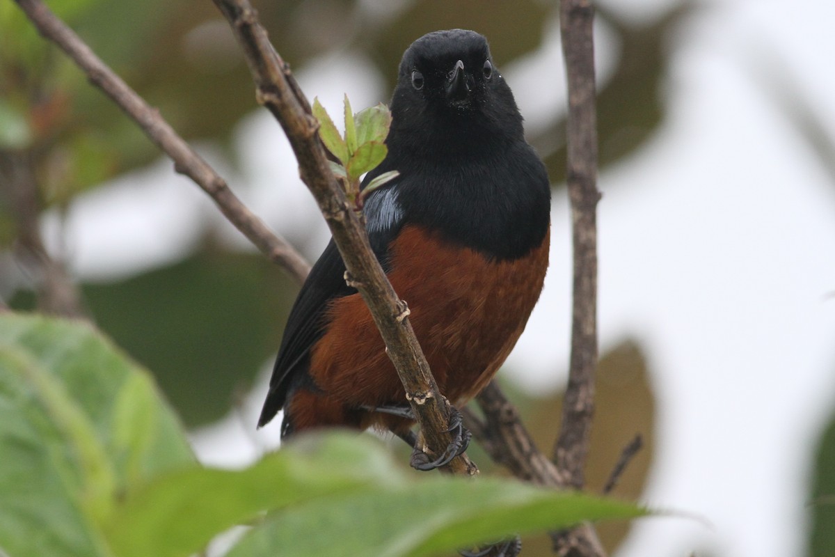 Chestnut-bellied Flowerpiercer - ML101157701