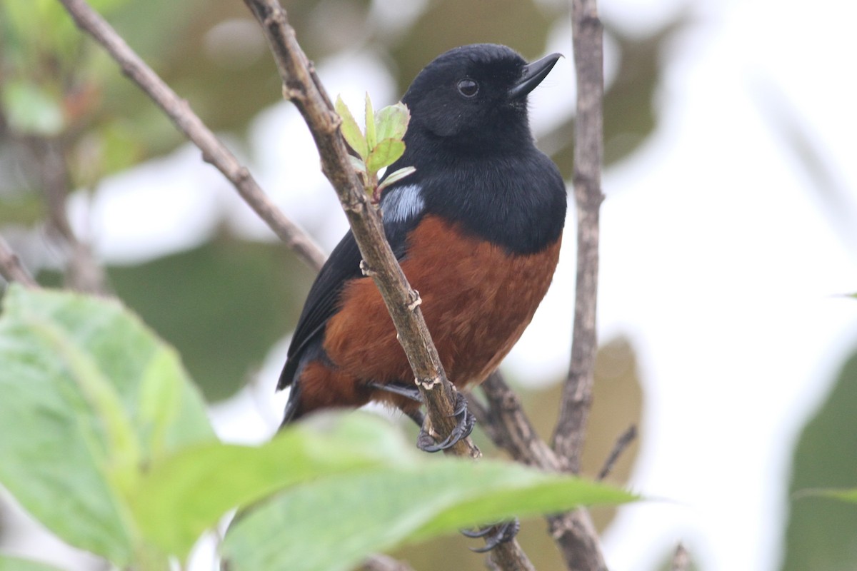 Chestnut-bellied Flowerpiercer - ML101157711