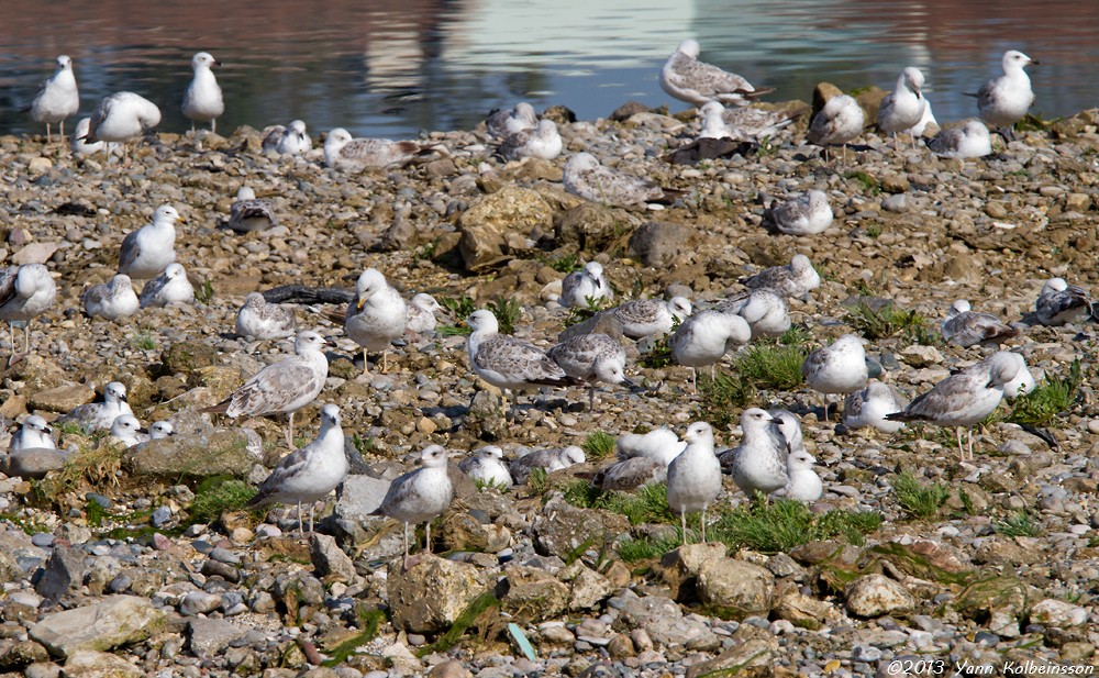 Armenian Gull - ML101158101