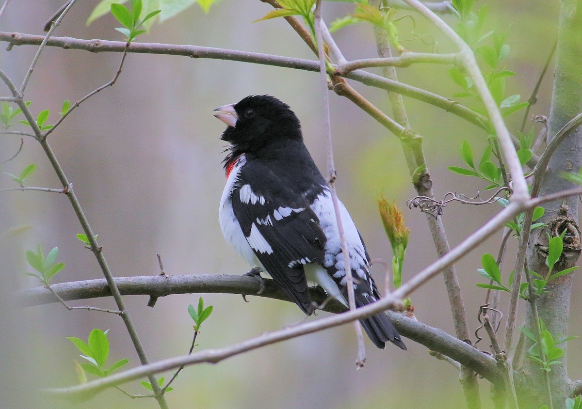 Rose-breasted Grosbeak - ML101159141