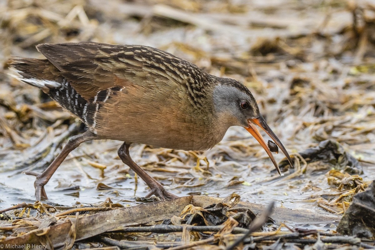 Virginia Rail - ML101159671