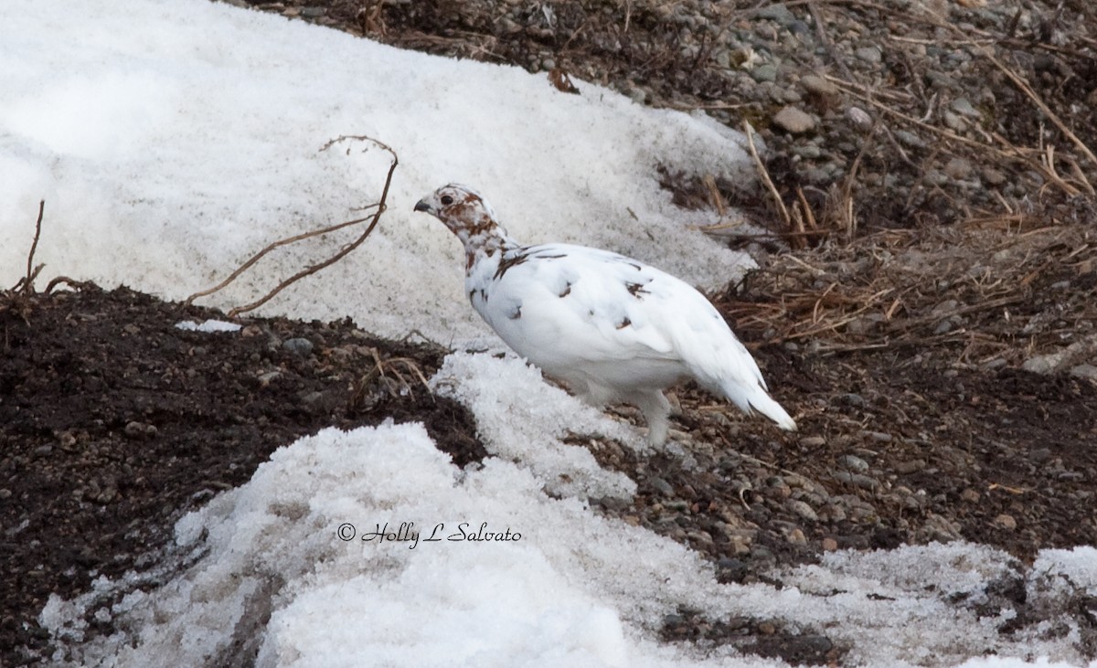 Willow Ptarmigan - ML101159751