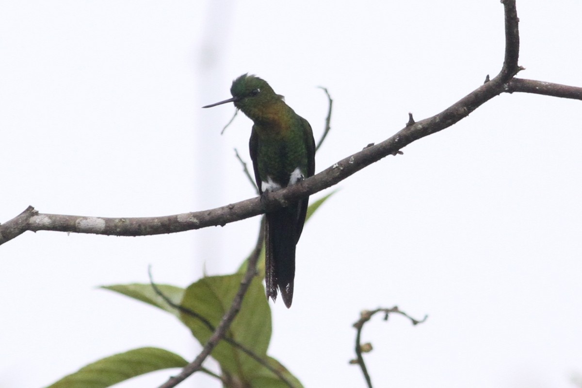 Golden-breasted Puffleg - ML101160441