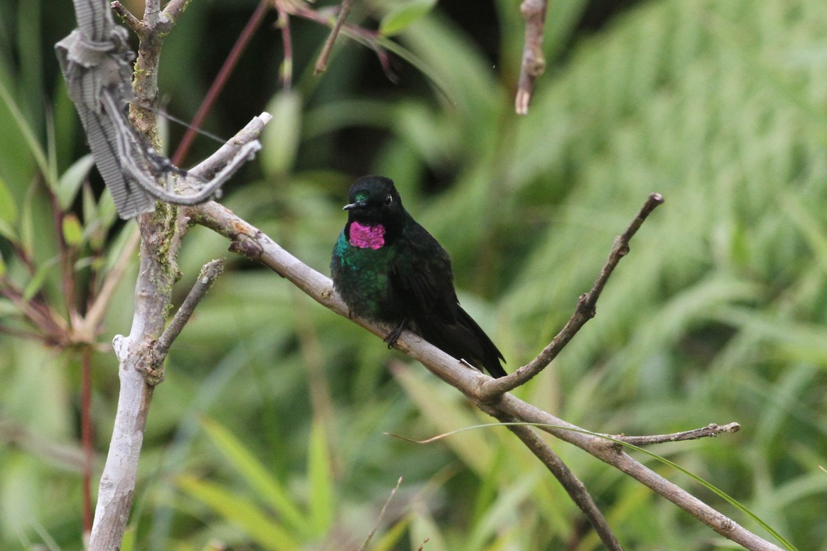 Tourmaline Sunangel - Jay Huila Balvin