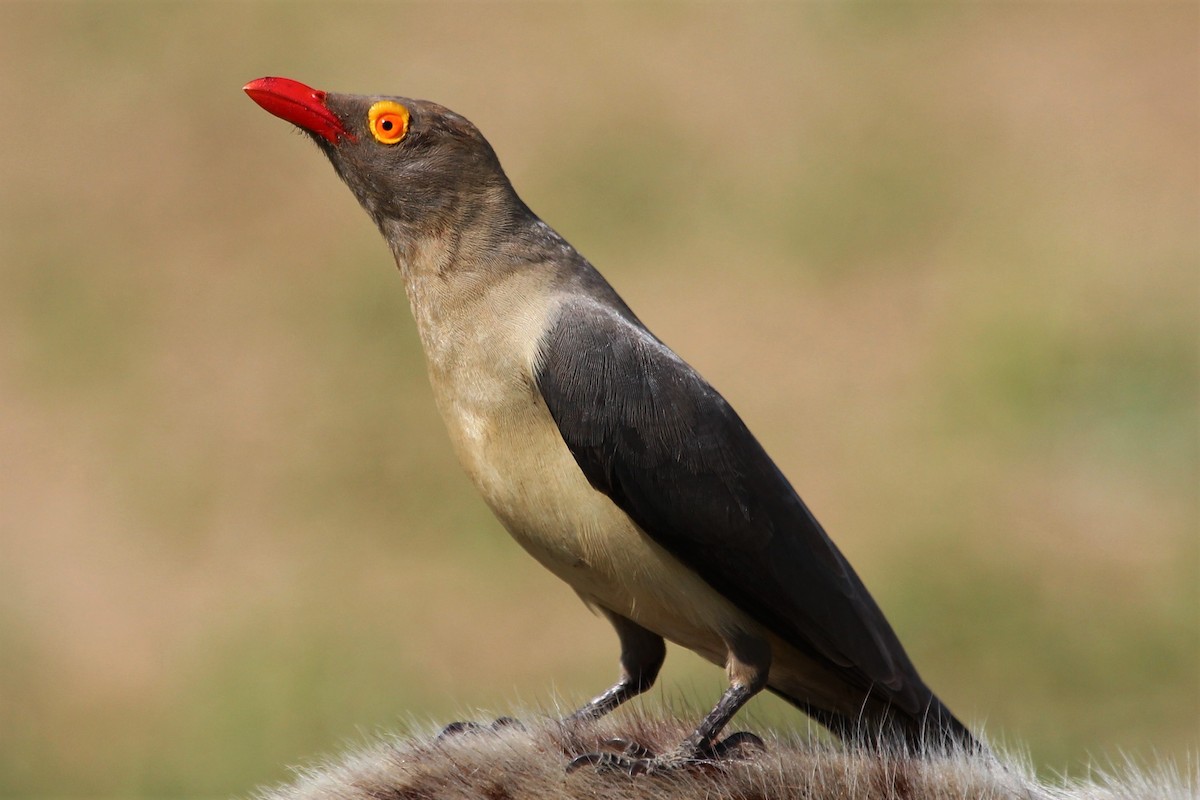 Red-billed Oxpecker - Justin Goldberg