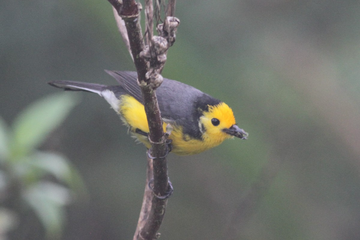 Golden-fronted Redstart - ML101161311