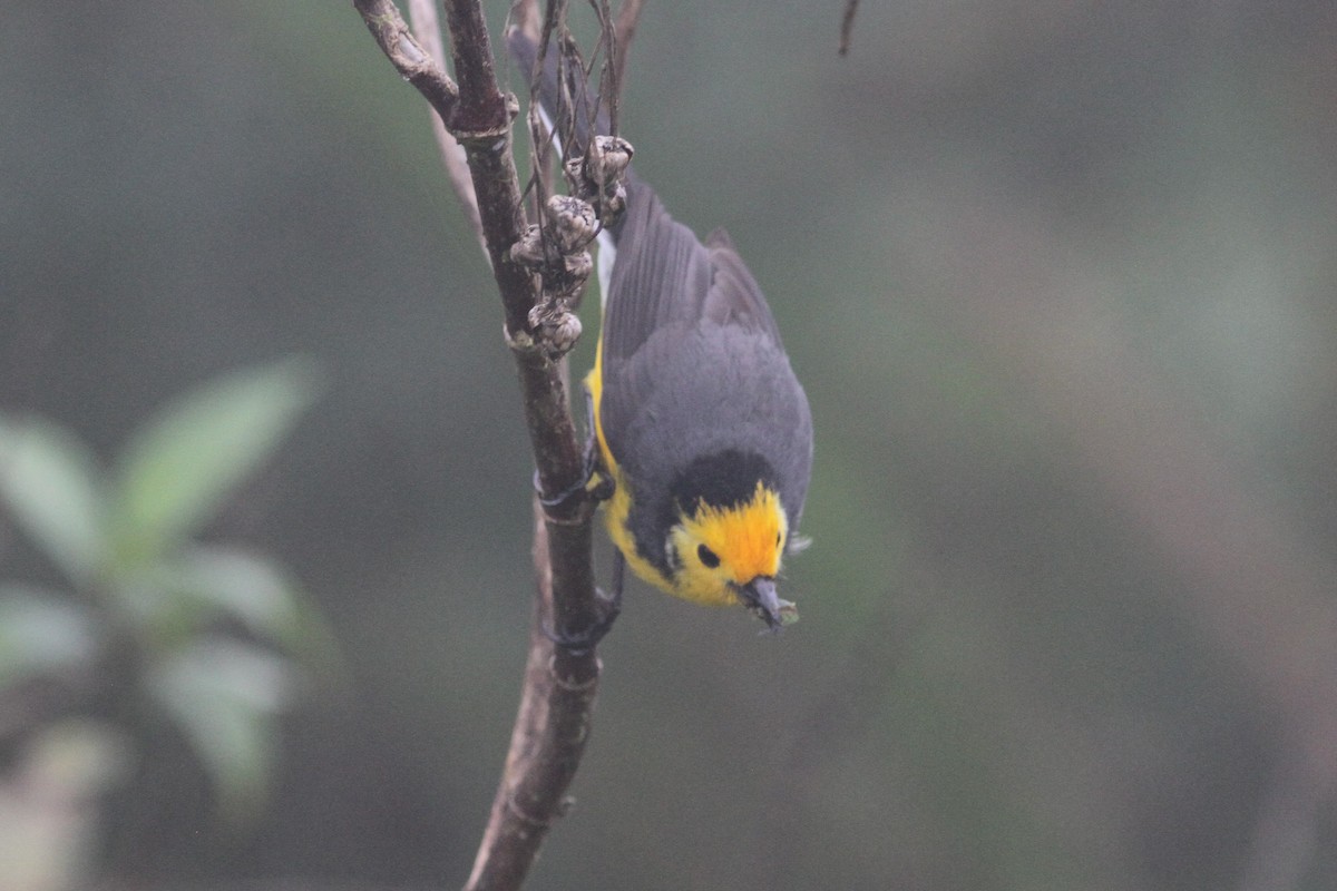 Golden-fronted Redstart - ML101161321