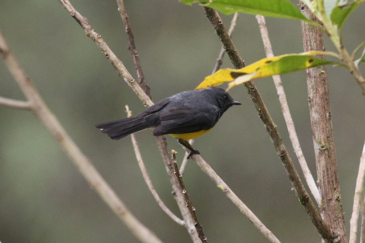 Slate-throated Redstart - ML101161481