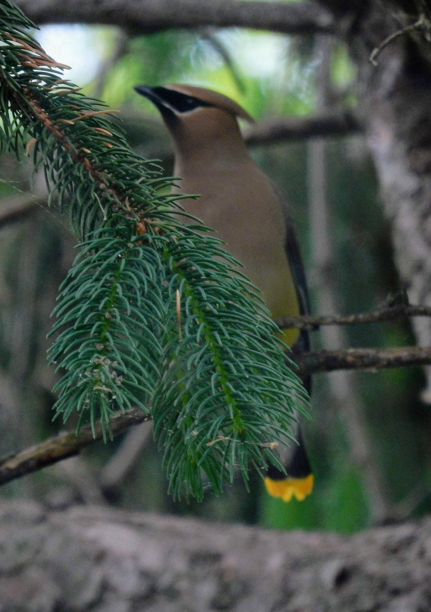 Cedar Waxwing - ML101161591