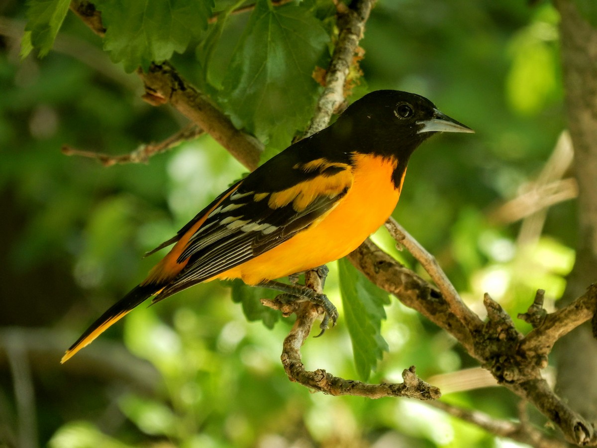 Baltimore Oriole - ML101161691